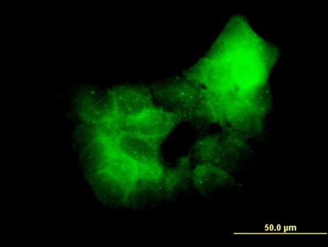 Monoclonal Anti-PRKCD antibody produced in mouse clone 2E12, purified immunoglobulin, buffered aqueous solution