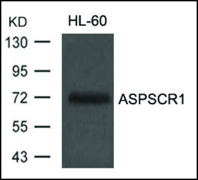 Anti-ASPSCR1 antibody produced in rabbit affinity isolated antibody