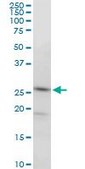 Monoclonal Anti-PGRMC2 antibody produced in mouse clone 2A3, purified immunoglobulin, buffered aqueous solution