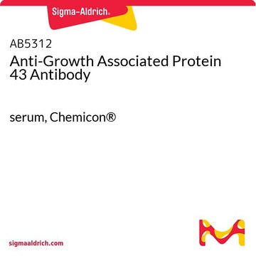 抗生长相关蛋白43抗体 serum, Chemicon&#174;