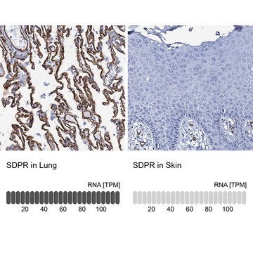 Anti-SDPR antibody produced in rabbit Prestige Antibodies&#174; Powered by Atlas Antibodies, affinity isolated antibody, buffered aqueous glycerol solution