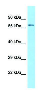 Anti-SGPL1 (C-terminal) antibody produced in rabbit affinity isolated antibody