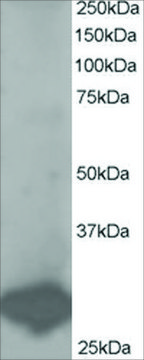 Anti-BCAP31/BAP31 antibody produced in goat affinity isolated antibody, buffered aqueous solution