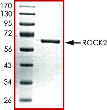 ROCK2 (5-554), active, His tagged human PRECISIO&#174; Kinase, recombinant, expressed in baculovirus infected Sf9 cells, &#8805;70% (SDS-PAGE), buffered aqueous glycerol solution