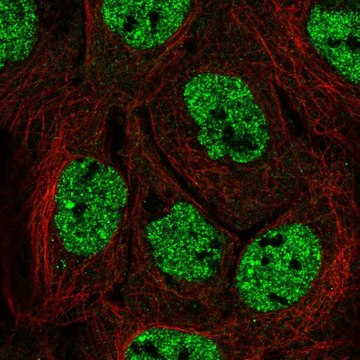 Anti-APOBEC3B antibody produced in rabbit Prestige Antibodies&#174; Powered by Atlas Antibodies, affinity isolated antibody