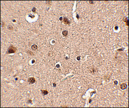 Anti-Slitrk4 antibody produced in rabbit affinity isolated antibody, buffered aqueous solution