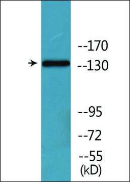 Anti-phospho-EGFR (pSer1026) antibody produced in rabbit affinity isolated antibody