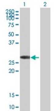 Anti-KCNIP3 antibody produced in mouse purified immunoglobulin, buffered aqueous solution