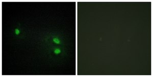 Anti-Histone H2B antibody produced in rabbit affinity isolated antibody