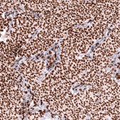 Anti-FOXL2 antibody produced in mouse Prestige Antibodies® Powered by Atlas Antibodies, clone CL12753, purified by using Protein A, buffered aqueous glycerol solution
