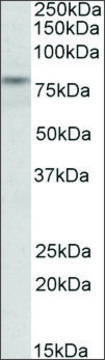 Anti-TRIM2 antibody produced in goat affinity isolated antibody, buffered aqueous solution