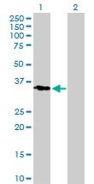 Anti-KLK11 antibody produced in mouse purified immunoglobulin, buffered aqueous solution