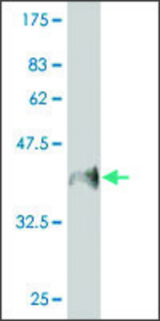 Monoclonal Anti-MUC5B antibody produced in mouse clone 8C11, ascites fluid