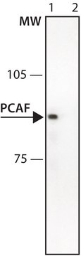 Anti-PCAF antibody produced in rabbit affinity isolated antibody, buffered aqueous solution