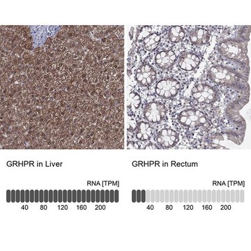 Anti-GRHPR antibody produced in rabbit Prestige Antibodies&#174; Powered by Atlas Antibodies, affinity isolated antibody, buffered aqueous glycerol solution