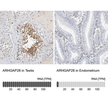 Anti-ARHGAP28 antibody produced in rabbit Prestige Antibodies&#174; Powered by Atlas Antibodies, affinity isolated antibody, buffered aqueous glycerol solution