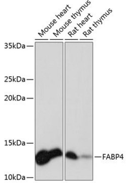 Anti-FABP4 antibody produced in rabbit