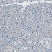 Anti-FXYD3 antibody produced in rabbit Prestige Antibodies® Powered by Atlas Antibodies, affinity isolated antibody, buffered aqueous glycerol solution