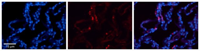 Anti-CRIP2 antibody produced in rabbit affinity isolated antibody