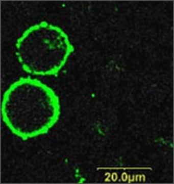 Anti-Purinergic Receptor P2X7 (extracellular)&#8722;FITC antibody produced in rabbit affinity isolated antibody, lyophilized powder