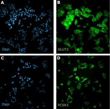 MIN6 Mouse Insulinoma Cell Line