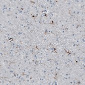 Monoclonal Anti-AIF1 antibody produced in mouse Prestige Antibodies® Powered by Atlas Antibodies, clone CL10936, purified antibody (Protein A)