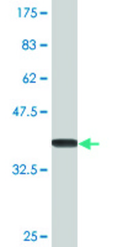 Monoclonal Anti-IFNA6, (C-terminal) antibody produced in mouse clone 3C9, purified immunoglobulin, buffered aqueous solution