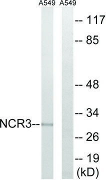 Anti-NCR3 antibody produced in rabbit affinity isolated antibody