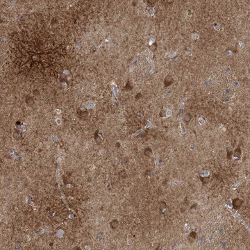 Anti-CALN1 antibody produced in rabbit Prestige Antibodies&#174; Powered by Atlas Antibodies, affinity isolated antibody, buffered aqueous glycerol solution