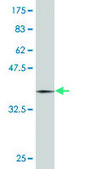 Monoclonal Anti-MAP2K3 antibody produced in mouse clone 2F12, purified immunoglobulin, buffered aqueous solution