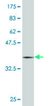 Monoclonal Anti-MAP2K3 antibody produced in mouse clone 2F12, purified immunoglobulin, buffered aqueous solution