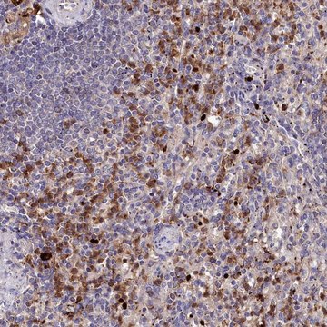 Anti-KLRB1 antibody produced in rabbit Prestige Antibodies&#174; Powered by Atlas Antibodies, affinity isolated antibody, buffered aqueous glycerol solution