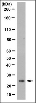 Anti-HGPRT Antibody, clone 13H11.1 clone 13H11.1, from mouse