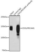 Anti-CD31/PECAM1 Antibody, clone 9K8O7, Rabbit Monoclonal