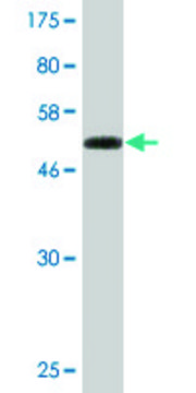 Monoclonal Anti-LCMT1 antibody produced in mouse clone 3D3, purified immunoglobulin, buffered aqueous solution