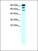 Anti-KIF5A antibody produced in rabbit affinity isolated antibody
