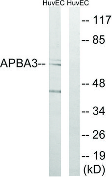 Anti-APBA3 antibody produced in rabbit affinity isolated antibody