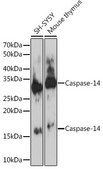 Anti-Caspase-14 Antibody, clone 6E2C1, Rabbit Monoclonal