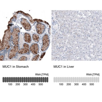 Monoclonal Anti-MUC1 antibody produced in mouse Prestige Antibodies&#174; Powered by Atlas Antibodies, clone CL8733, purified immunoglobulin, buffered aqueous glycerol solution