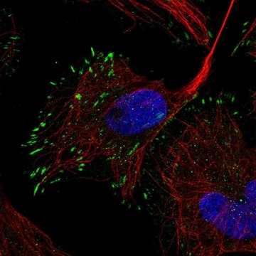 Anti-RELN antibody produced in rabbit Prestige Antibodies&#174; Powered by Atlas Antibodies, affinity isolated antibody