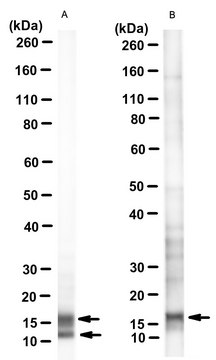 Anti-Myelin Proteolipid Protein Antibody