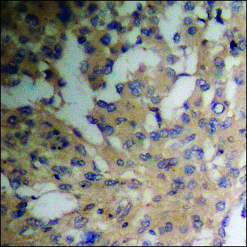 Anti-phospho-PEA-15 (pSer116) antibody produced in rabbit affinity isolated antibody