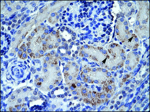 抗-SPP1 兔抗 IgG fraction of antiserum