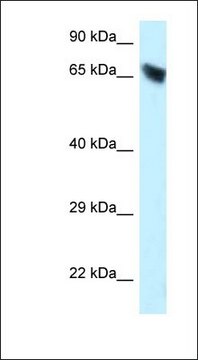 Anti-CES3 antibody produced in rabbit affinity isolated antibody