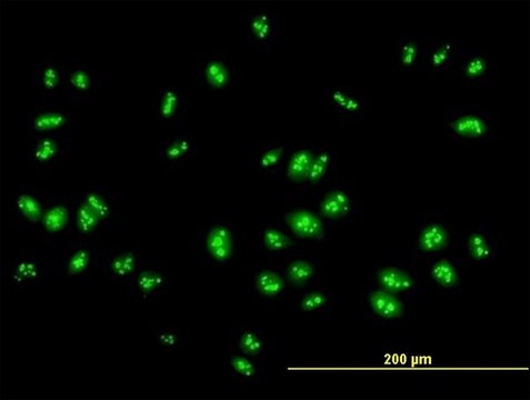 Anti-RSL1D1 antibody produced in mouse IgG fraction of antiserum, buffered aqueous solution