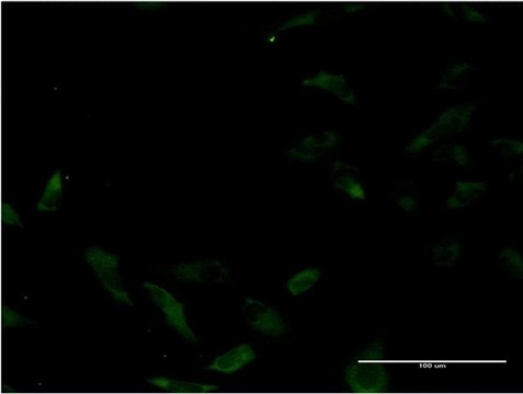 Monoclonal Anti-MUTYH, (C-terminal) antibody produced in mouse clone 1C8, purified immunoglobulin, buffered aqueous solution