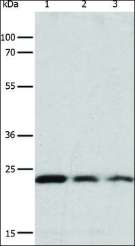 Anti-RAS antibody produced in rabbit affinity isolated antibody