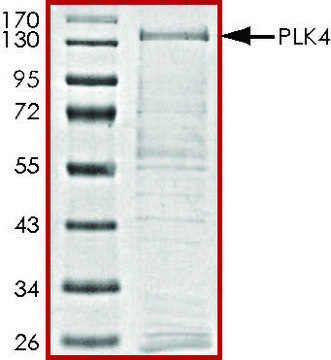 PLK4, active, GST tagged human PRECISIO&#174;, recombinant, expressed in baculovirus infected Sf9 cells, &#8805;70% (SDS-PAGE), buffered aqueous glycerol solution