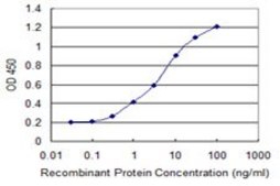 Monoclonal Anti-KLHL2, (N-terminal) antibody produced in mouse clone 3G3, purified immunoglobulin, buffered aqueous solution