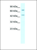 Anti-KLHL25 antibody produced in rabbit affinity isolated antibody